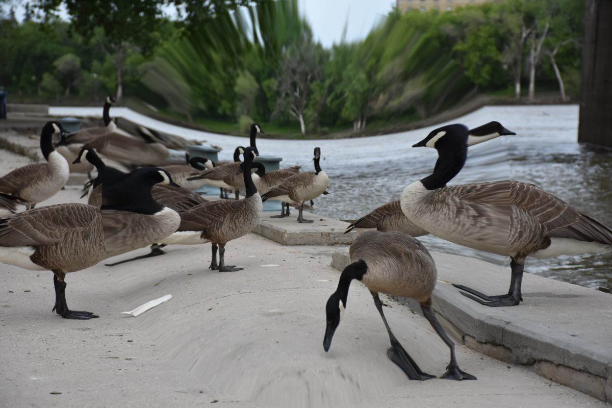 several geese standing around on a concrete dock next to a river with trees in the distance, distorted with a pinch in the middle to make some geese look stretched