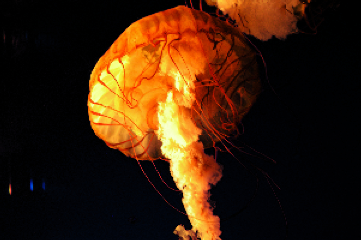 A dark aquarium with a bright orange jellyfish, pixelated to the point that the tentacles look like single-pixel lines