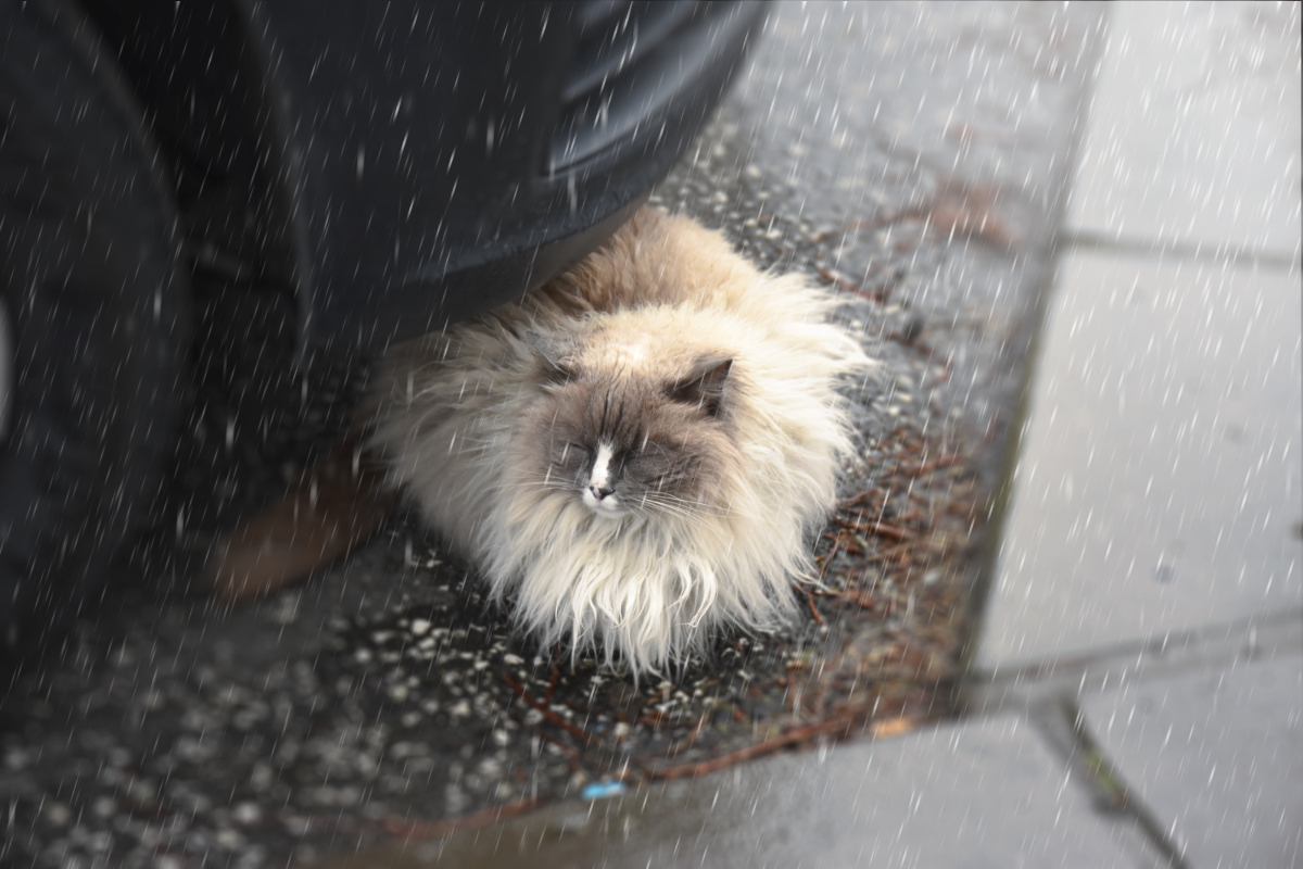 a fluffy kitty sitting under the front fender of a car, with raindrops imposed over the image and a radial blur emerging from the cat