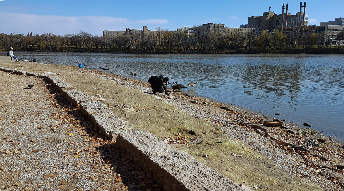 A gravel path next to a stone barrier next to barren grass and a riverbank. In the midground on the left is a woman in a jacket and tuque and a small child leaning over to pick something off of the riverbank. In the foreground is a man kneeling down to take close-up photos of geese. The sky is blue and in the background across the river are some institutional-looking buildings.