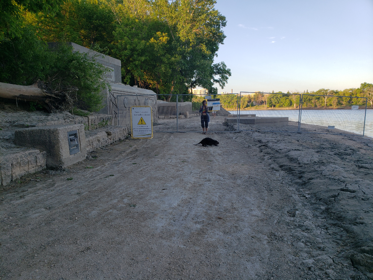 a gravel path next to a river with a fence blocking it off at a particular point. A woman has snuck behind the fence and is looking out at a beaver who's in front of the fence walking towards the river