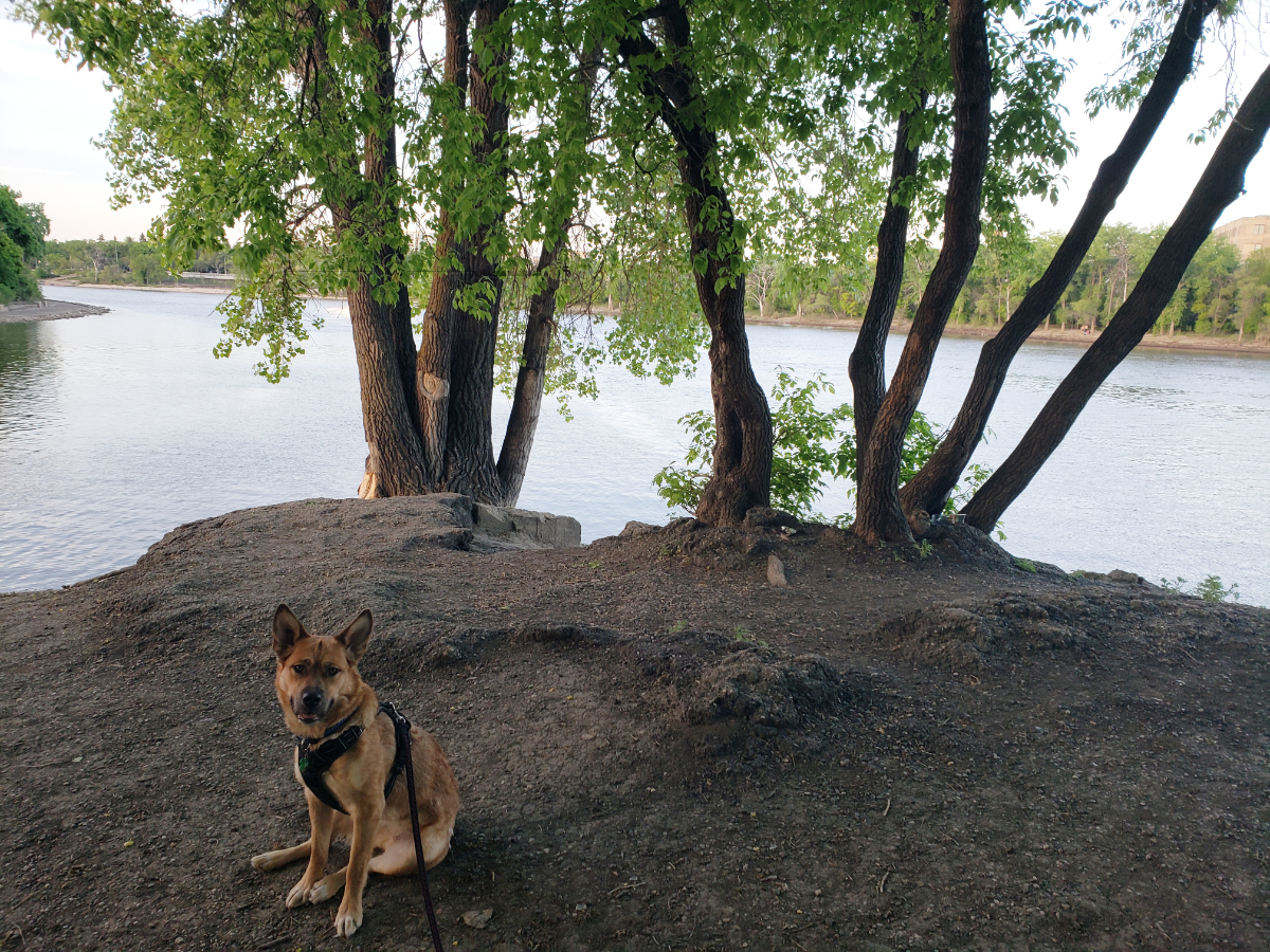 a tan shepherd-like dog wearing a black harness sitting in front of a tree on a cliff with two rivers meeting behind it