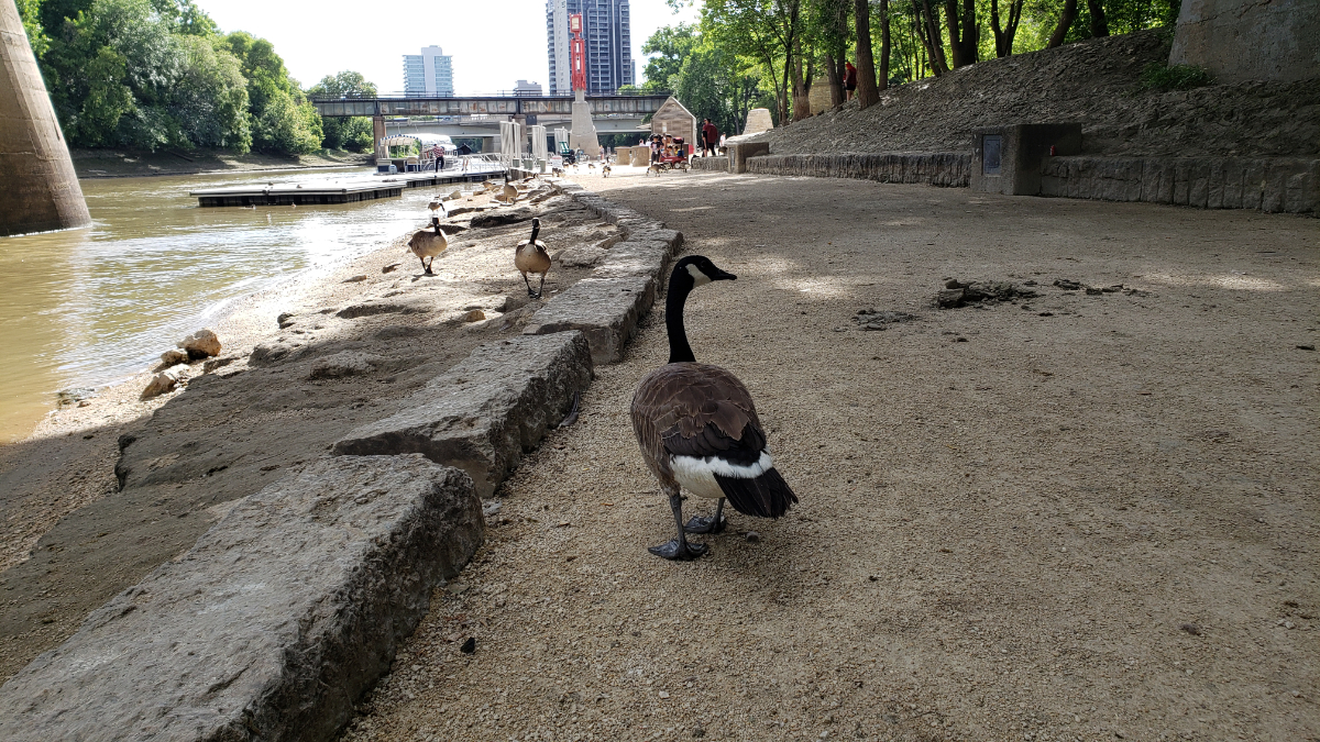 a riverbank in the shade under a bridge with canada geese walking away from the camera