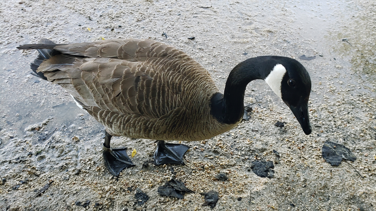 a canada goose on wet gravely ground, coming up very close to the photographer and looking up at the camera with puppy eyes that shoud 'can I have another grape please?'