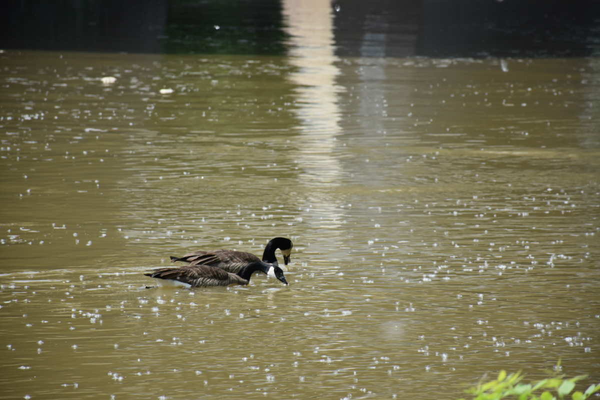 Fluffy white tree dander falling onto a yellowy brown river with two geese floating eating pieces of it around them