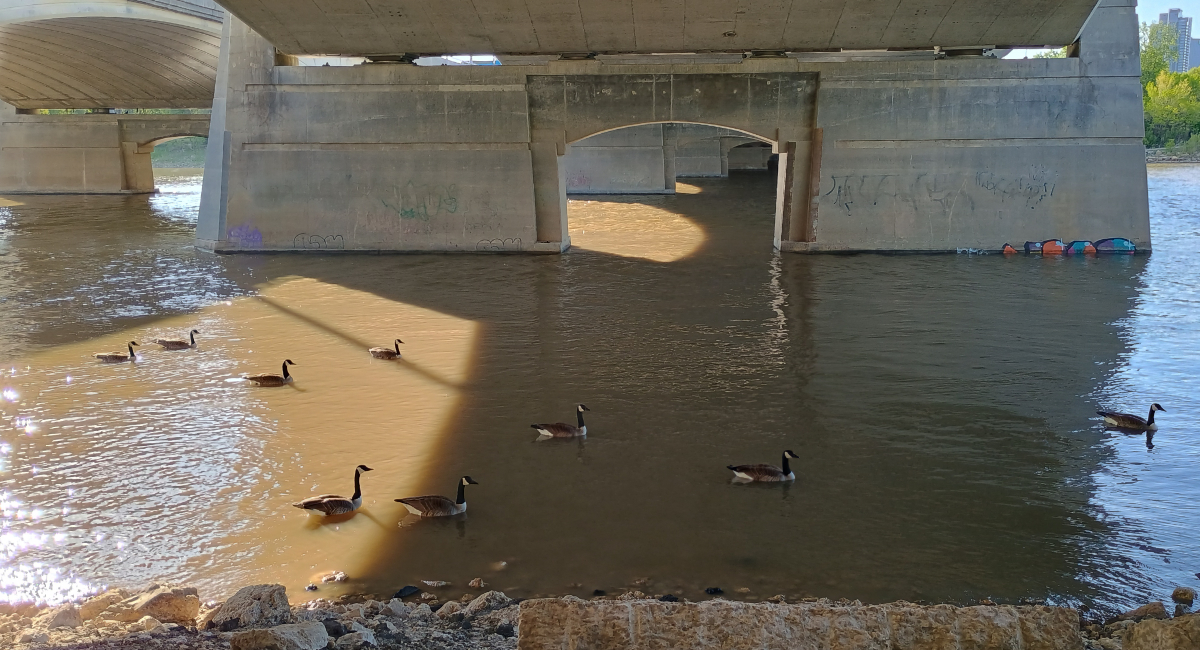 several geese just passing along underneath a wide concrete bridge in a brown-coloured river