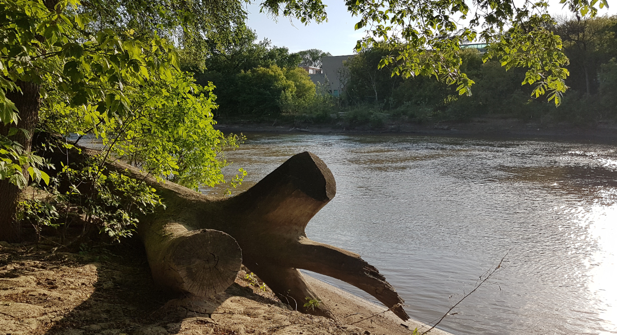 fallen deadwood among some trees on a dirt riverbank