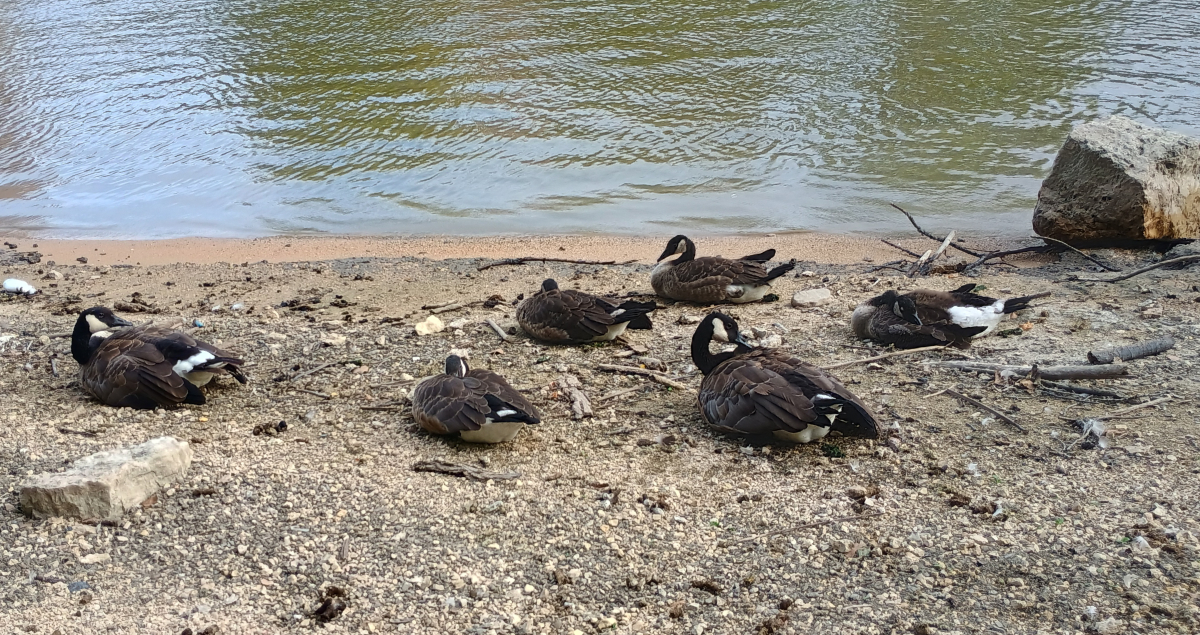 six canada geese in various lying-down positions along a riverbank, with twigs and rocks and whatnot around them