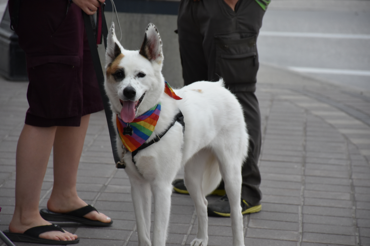 a white dog with up ears and a black/brown spot around her eye, wearing a rainbow bandana around her neck and panting in a way that looks like a huge smile