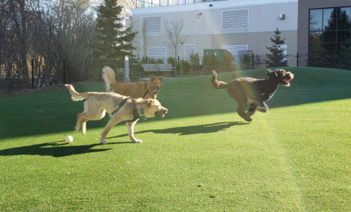 An intentionally pixelated/compressed image of three dogs playing in a dog park as a rainbow beam shoots down past them