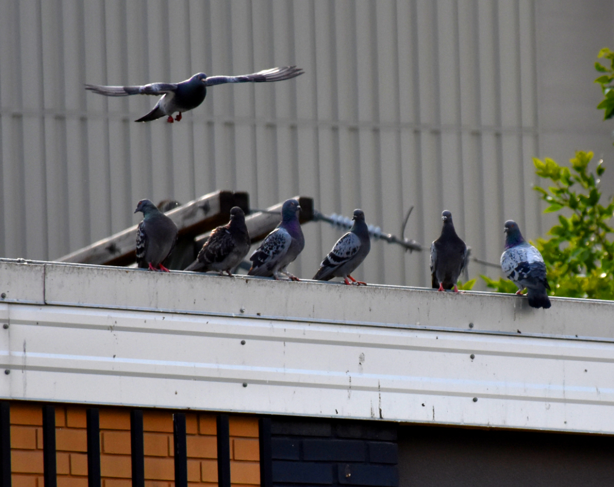 a flat rooftop of a tan-coloured brick building where six pigeons perch on the edge looking in various directions as a seventh pigeon flies towards them, appearing to aim for a space between two of the others to join them and just chill